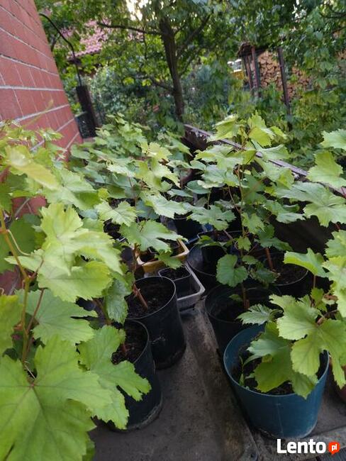 Sadzonki winogrona w doniczkach