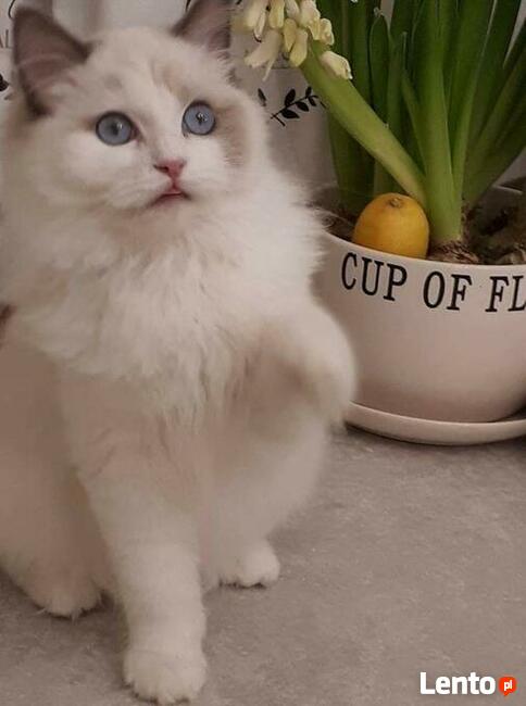 Koty Ragdoll Pohodowlane