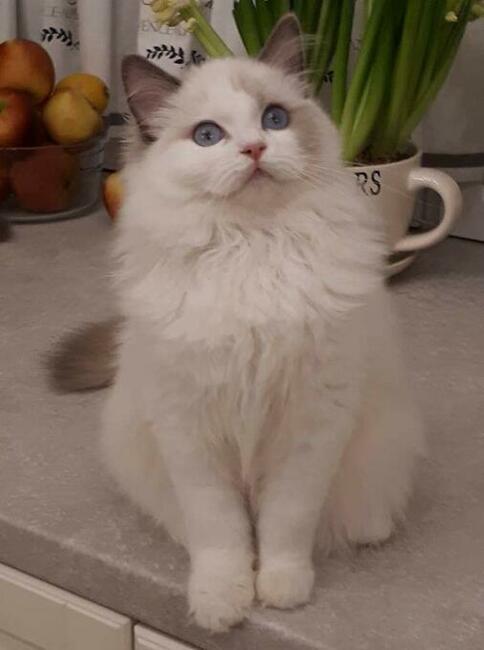 Koty Ragdoll Pohodowlane