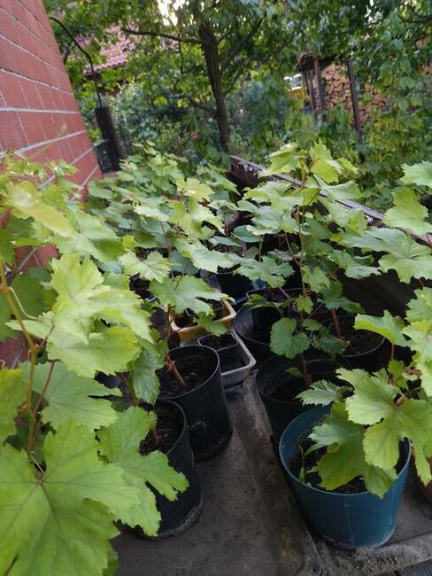 Sadzonki winorośli owoce do spożycia na wino i soki