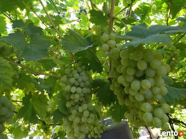Sadzonki winorośli owoce do spożycia na wino i soki