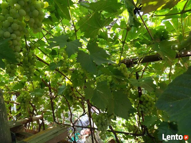 Sadzonki winogrona w doniczkach