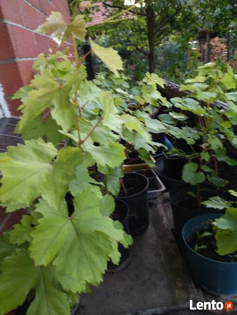 Sadzonki winogrona w doniczkach