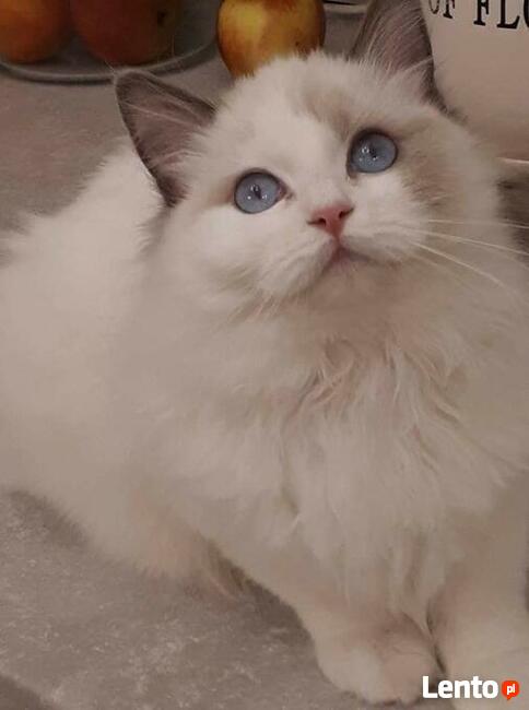 Koty Ragdoll Pohodowlane