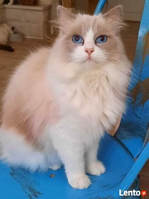 Koty Ragdoll Pohodowlane