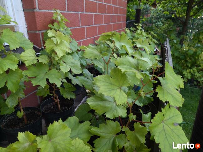 Sadzonki winogrona w doniczkach