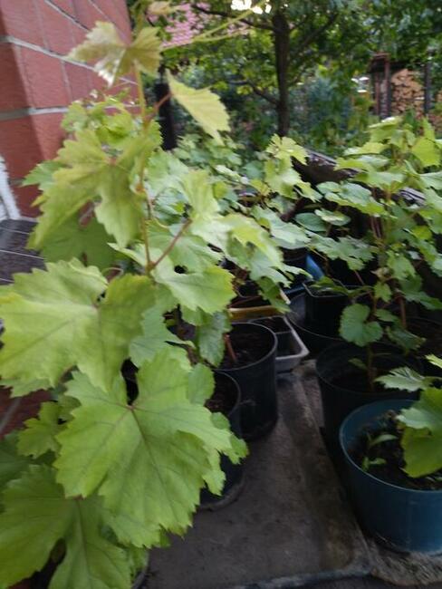 Sadzonki winorośli owoce do spożycia na wino i soki