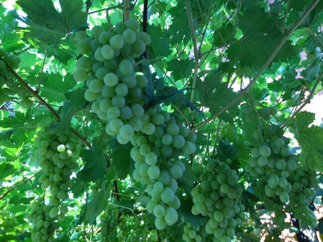 Sadzonki winogrona w doniczkach