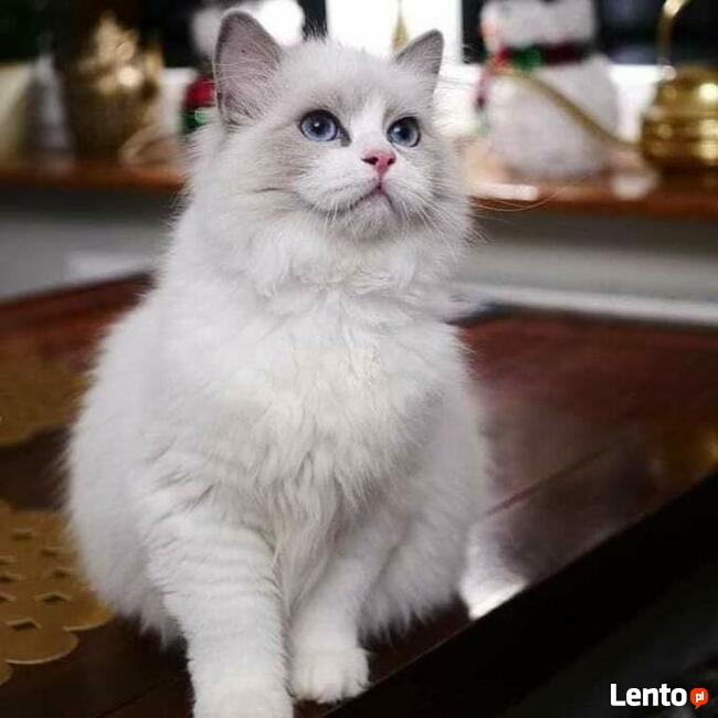 Koty Ragdoll Pohodowlane