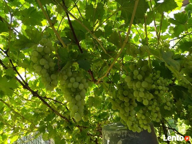 Sadzonki winorośli owoce do spożycia na wino i soki