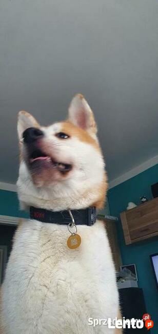 Reproduktor akita japońska