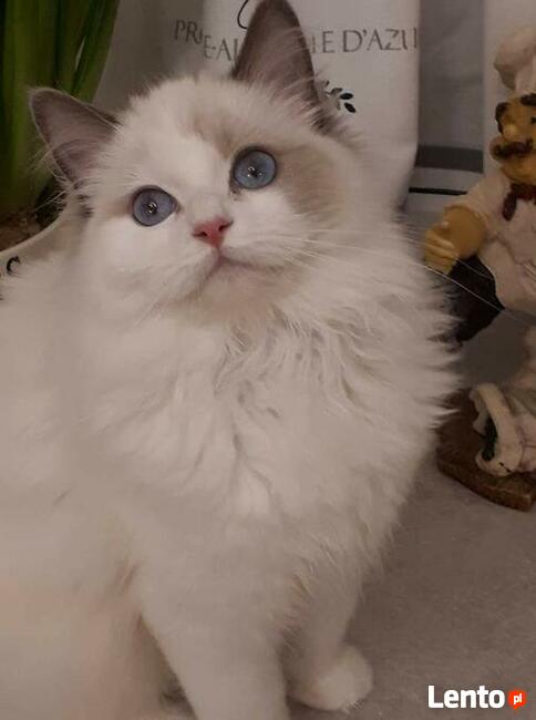 Koty Ragdoll Pohodowlane