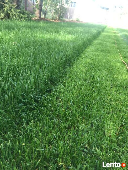 Nawadniania ogrodów. Usługi ogrodnicze. Trawniki