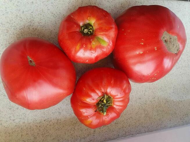Pyszne, ekologiczne pomidory malinowe