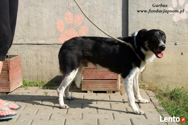 Garbus - spokojny psiak