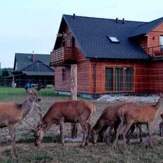 ,, Pod Jeleniami- prawdziwymi. Góry Św-kie