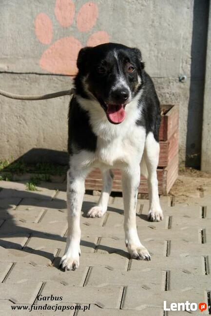 Garbus - spokojny psiak