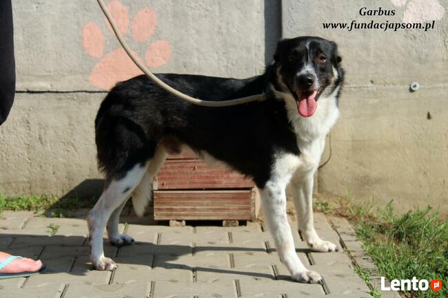 Garbus - spokojny psiak