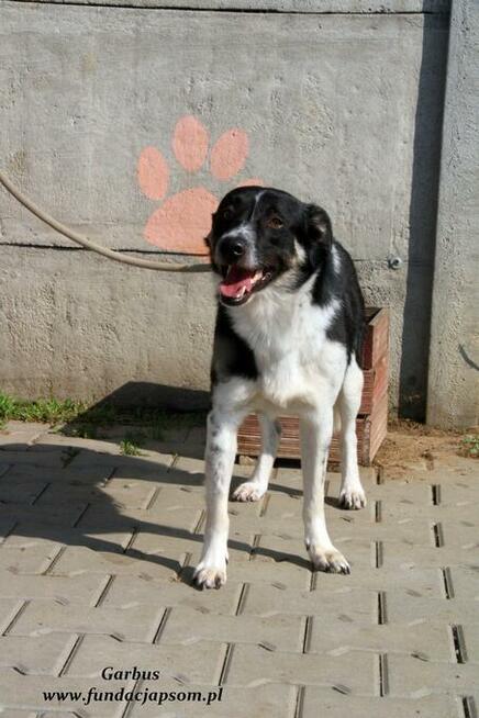 Garbus - spokojny psiak
