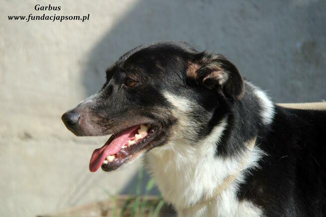 Garbus - spokojny psiak