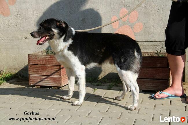 Garbus - spokojny psiak