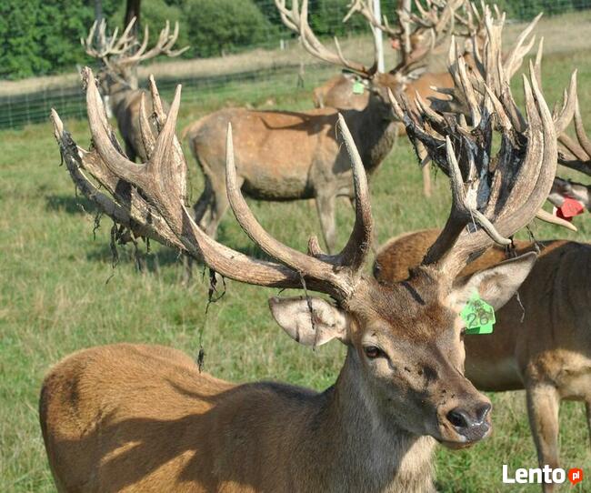 Sprzedam jelenie szlachetnebyki, łanie, cielęta