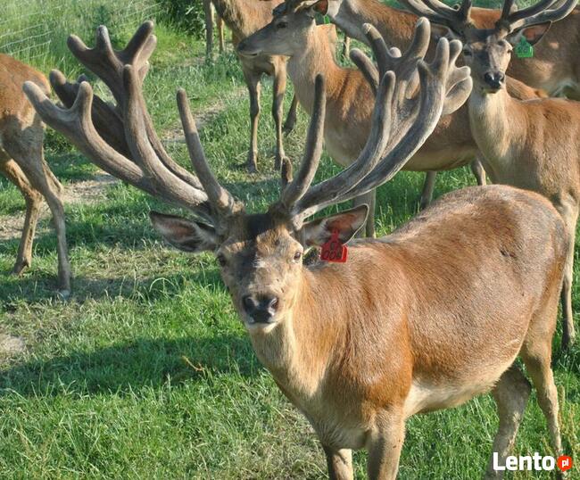 Sprzedam jelenie szlachetnebyki, łanie, cielęta