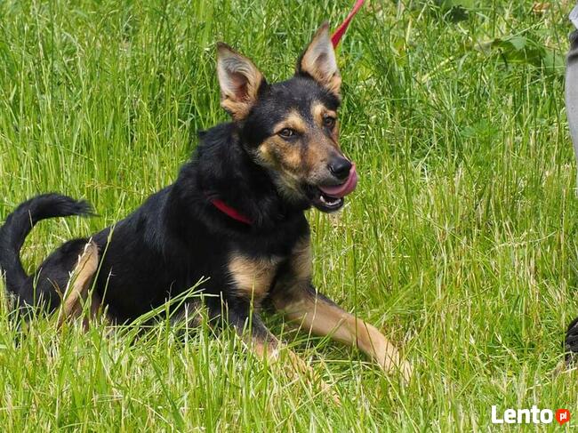 Młoda cudowna sunia kochająca ludzi i dzieci szuka domku