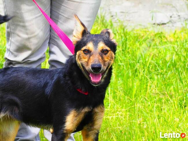 Młoda cudowna sunia kochająca ludzi i dzieci szuka domku