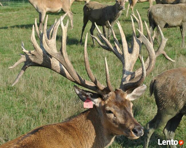 Sprzedam jelenie szlachetnebyki, łanie, cielęta