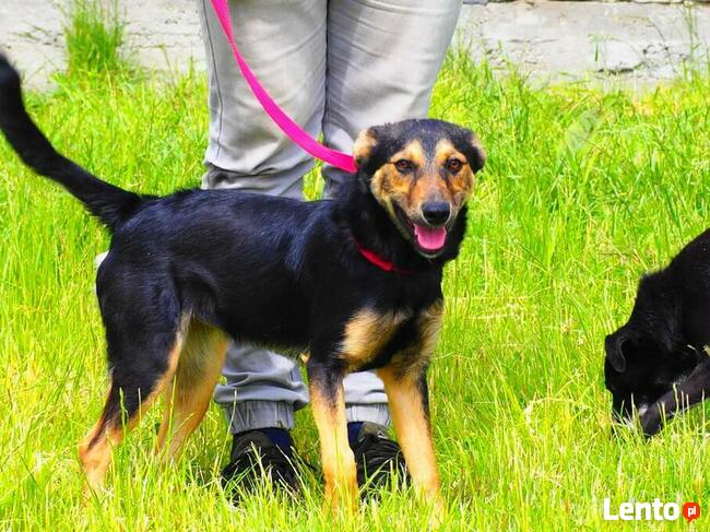 Młoda cudowna sunia kochająca ludzi i dzieci szuka domku