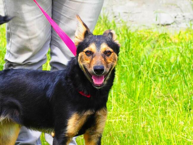 Młoda cudowna sunia kochająca ludzi i dzieci szuka domku