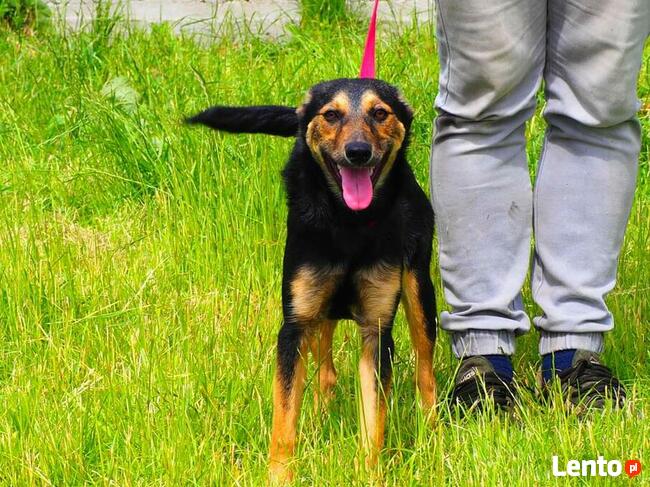 Młoda cudowna sunia kochająca ludzi i dzieci szuka domku