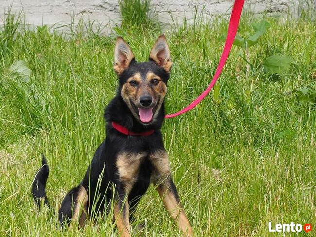 Młoda cudowna sunia kochająca ludzi i dzieci szuka domku