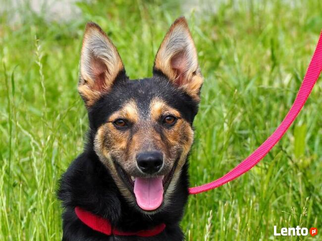 Młoda cudowna sunia kochająca ludzi i dzieci szuka domku