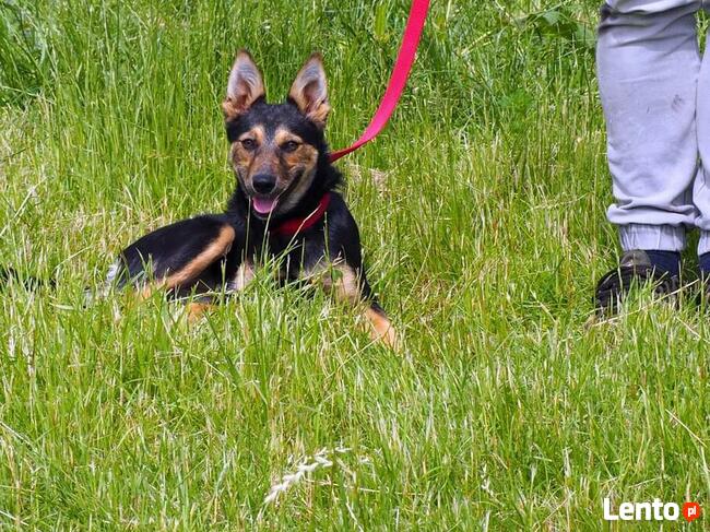 Młoda cudowna sunia kochająca ludzi i dzieci szuka domku