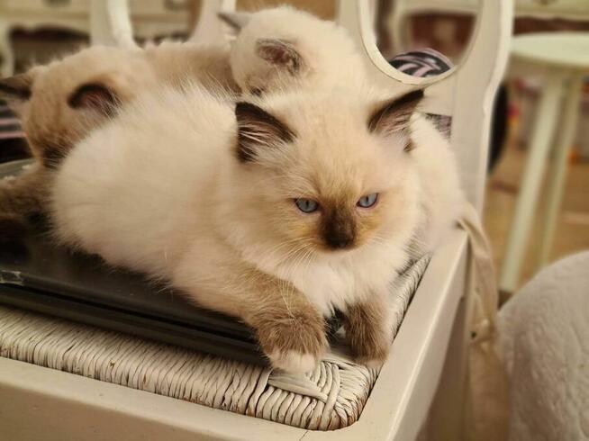 RagdollRodowód WCF/PZF legalna hodowla/odbiór 08/2023