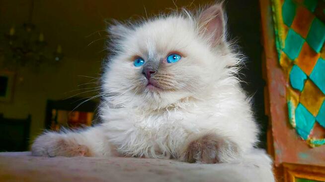 RagdollRodowód WCF/PZF legalna hodowla/odbiór 08/2023