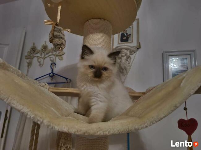 RagdollRodowód WCF/PZF legalna hodowla/odbiór 08/2023