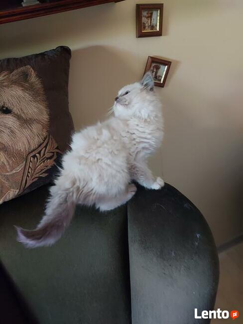 RagdollRodowód WCF/PZF legalna hodowla/odbiór 08/2023