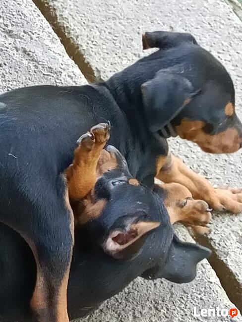 Pinczer miniaturowy- do odbioru