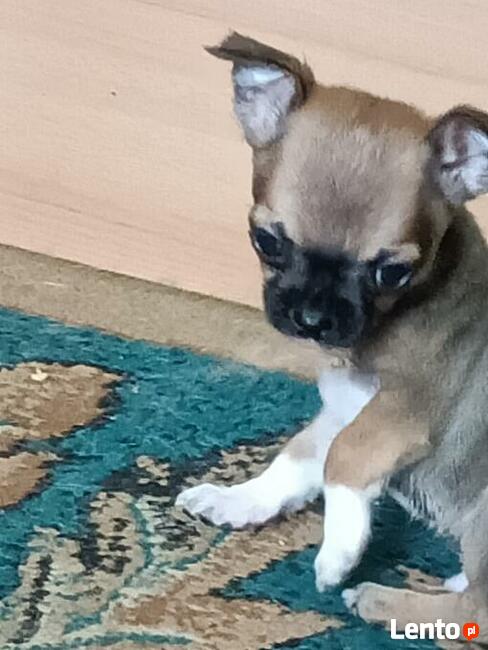 Chihuahua MINI -pieski do odbioru