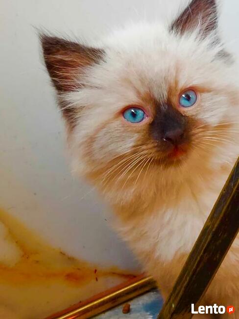 RagdollRodowód WCF/PZF legalna hodowla/odbiór 08/2023