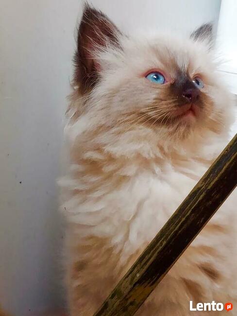 RagdollRodowód WCF/PZF legalna hodowla/odbiór 08/2023