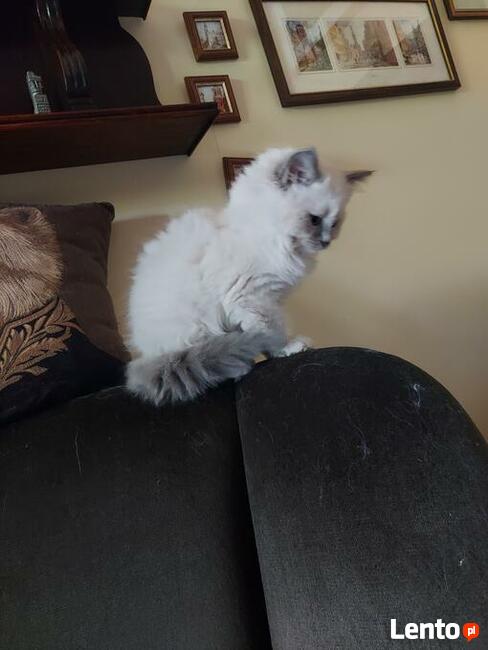 RagdollRodowód WCF/PZF legalna hodowla/odbiór 08/2023