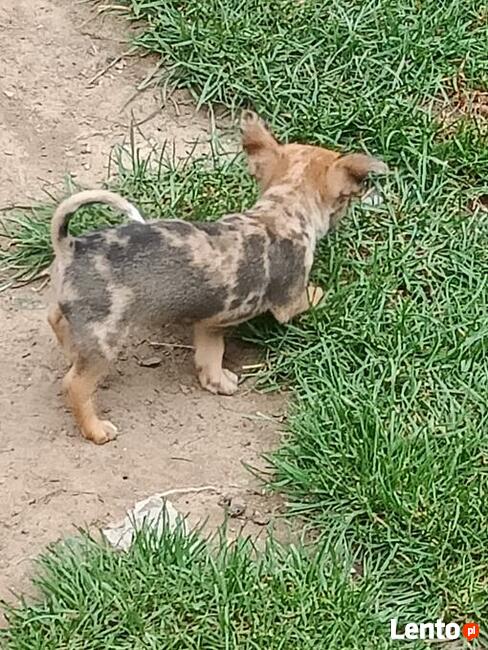 Chihuahua MINI -pieski do odbioru