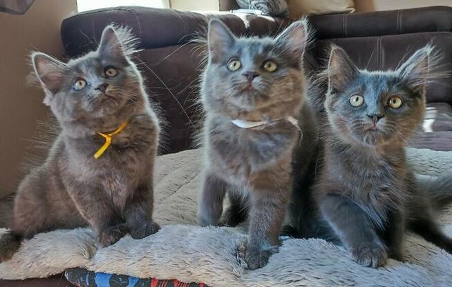 Koty syberyjskie niebieskie jednolite rodowód