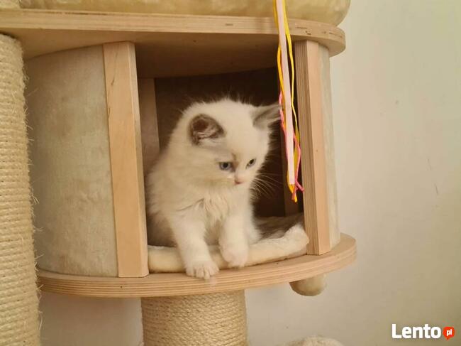 RagdollRodowód WCF/PZF legalna hodowla/odbiór 08/2023