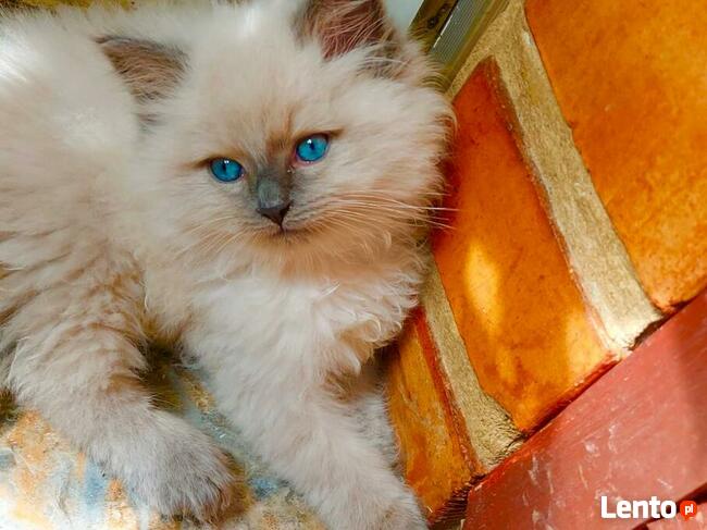 RagdollRodowód WCF/PZF legalna hodowla/odbiór 08/2023