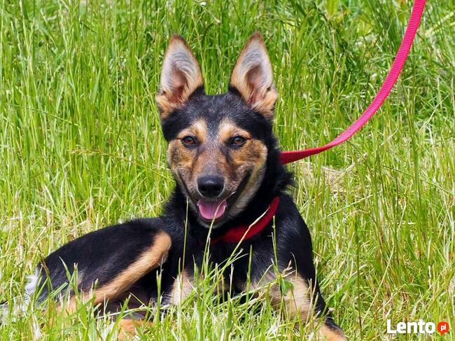 KLARA młodziutka prze kochana sunia BŁAGA o wspaniały domek